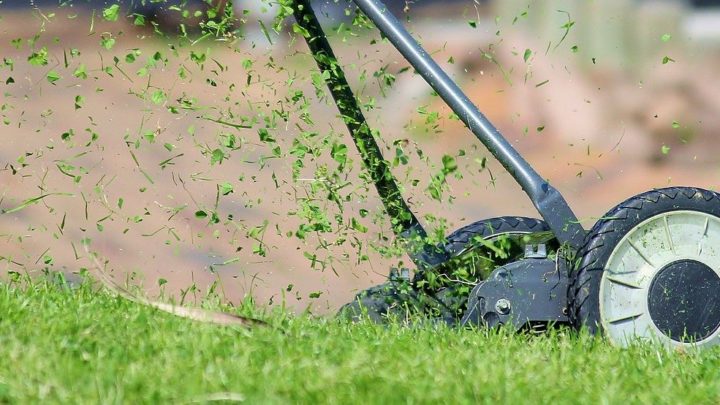 Tipps zur Rasenpflege